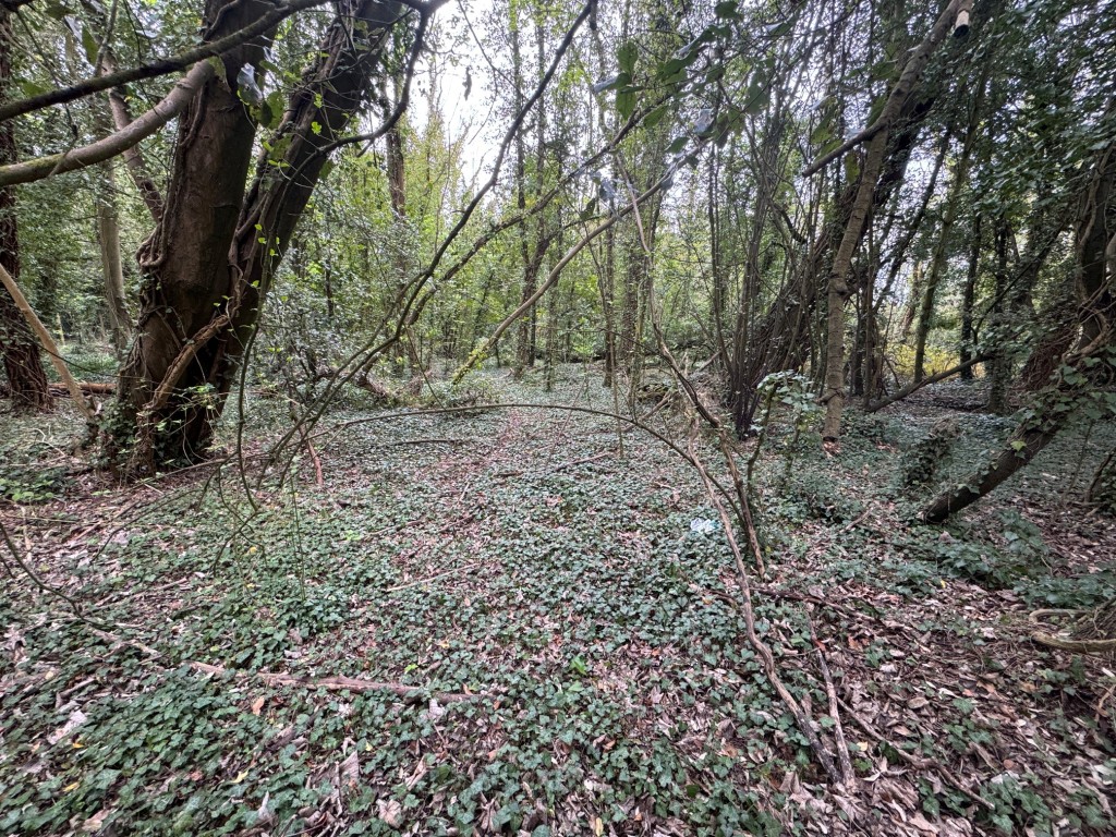 Lot: 7 - APPROXIMATELY 2.5 ACRES OF WOODLAND - woodland 2